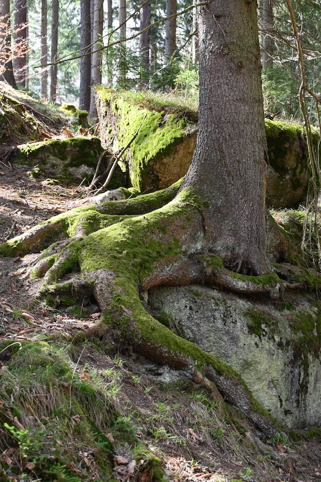 A Big Tree Root